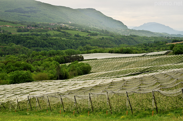 Image d'un verger de pommiers près d'Usinens en Haute Savoie
