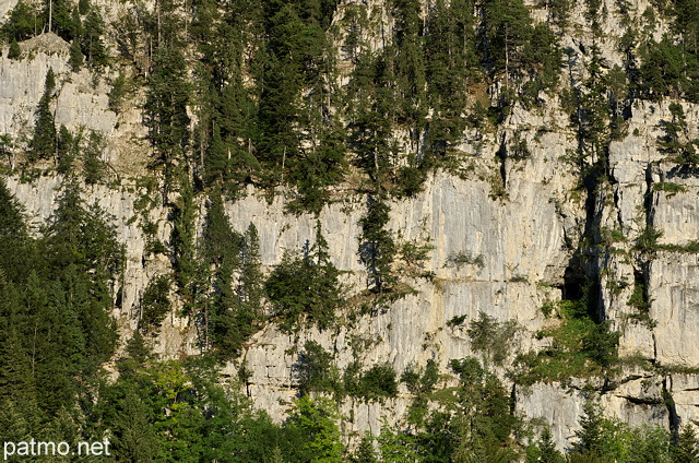 Photographie d'épicéas accrochés aux falaises des montagnes de la vallée de la Valserine