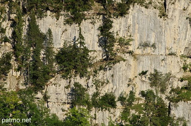 Photo d'épicéas sur les falaises des montagnes du Parc Naturel Régional du Haut Jura