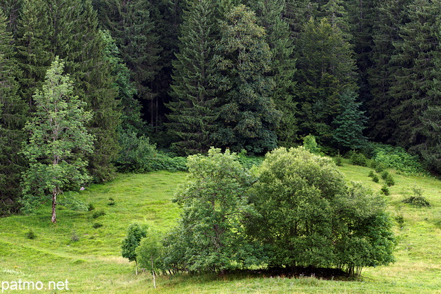 Image de pâturages et de forêt de montagne dans la vallée de la Valserine