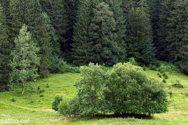 Image de pturages et de fort de montagne dans la valle de la Valserine