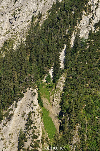 Photo de conifres accrochs aux pentes du Bargy