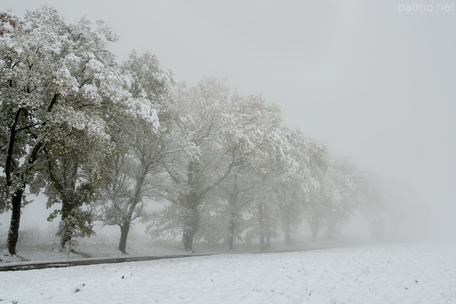 Photo d'arbres le long d'une route de campagne dans la neige et le brouillard