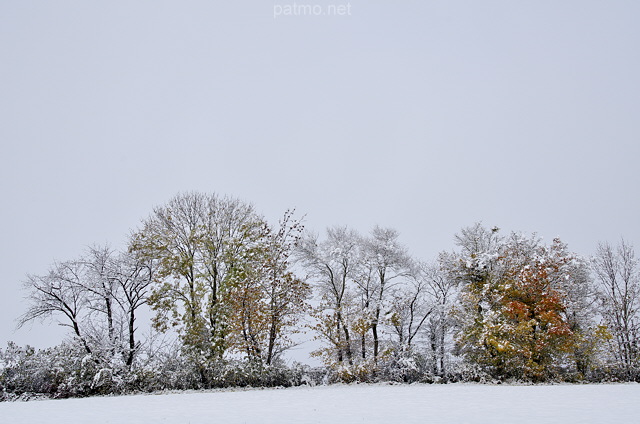 Photo d'une haie d'automne dans la neige et le brouillard