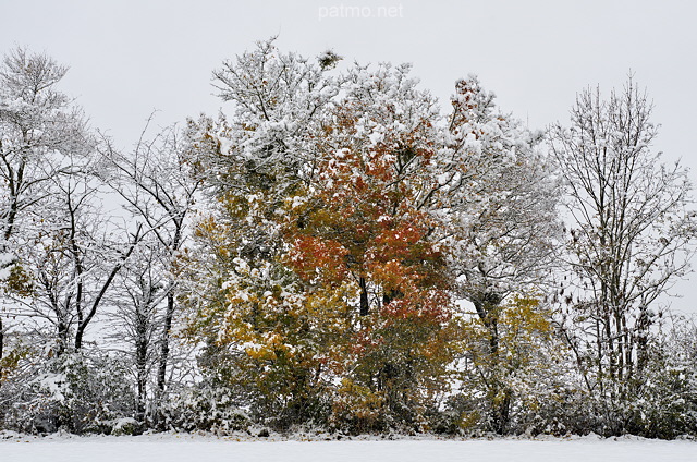 Image d'une haie d'automne dans la neige et de brouillard