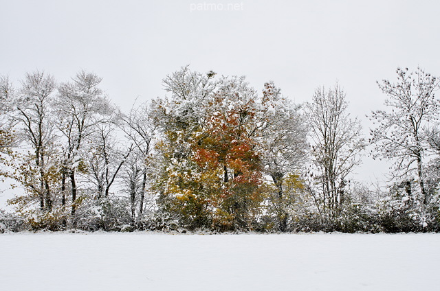 Photographie de neige, de brouillard et d'arbres avec leurs couleurs d'automne