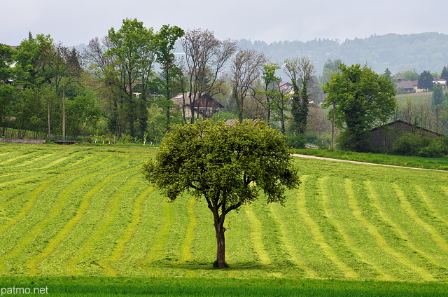 Image d'un paysage rural au printemps prs de Sillingy en Haute Savoie