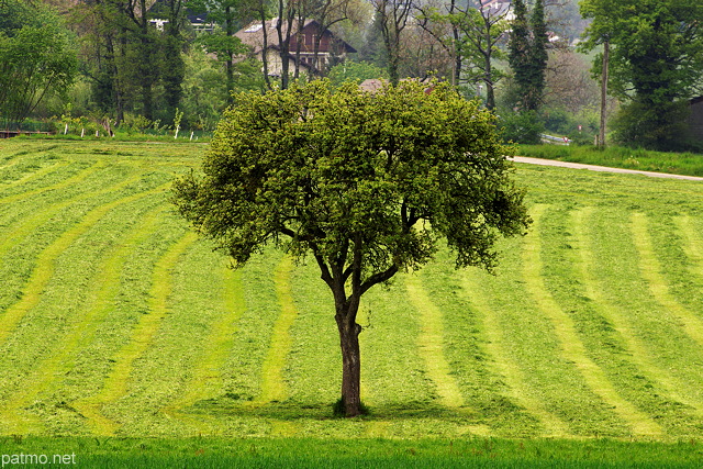 Photographie d'un arbre dans les champs autour de Sillingy en Haute Savoie