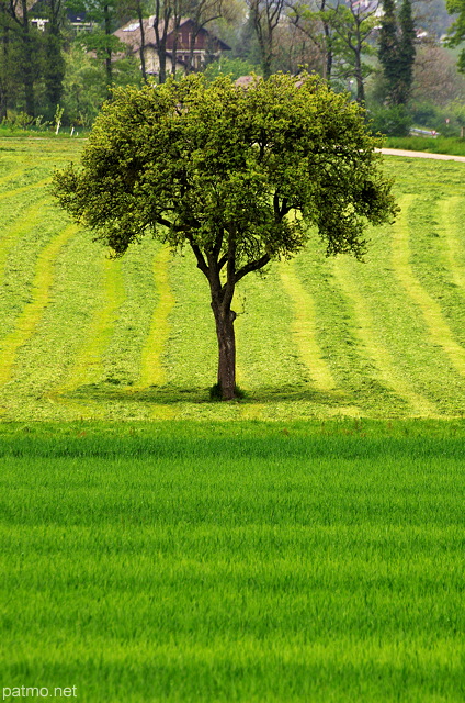 Photo d'un arbre dans les champs au printemps