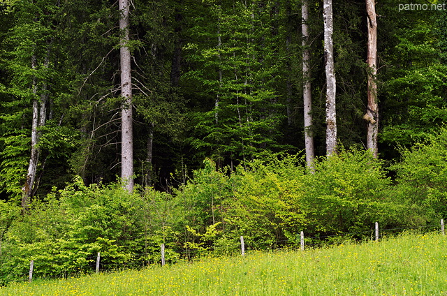 Image of green meadows and forests in the mountains of Massif des Bauges Natural Park