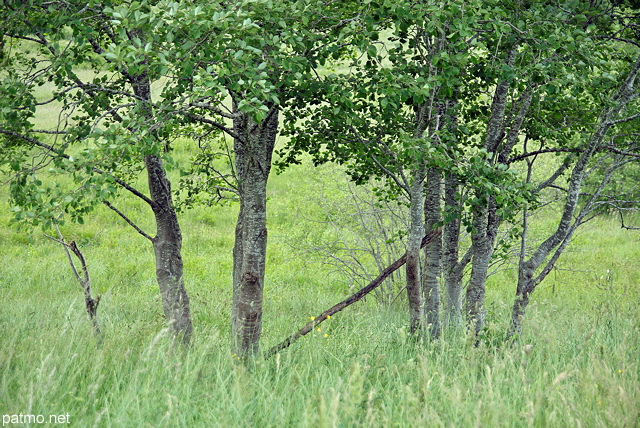 Photographie d'arbres dans les prairies du Massif des Bauges en Savoie