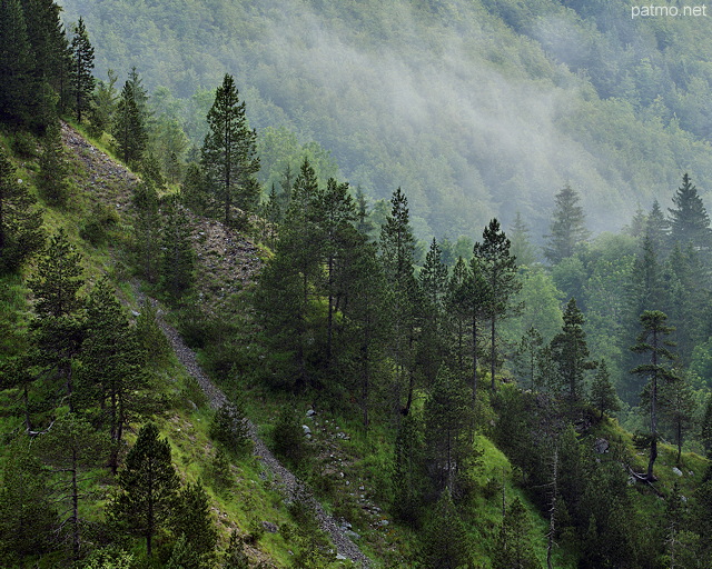Image with summer mist and mountain forest in french Jura