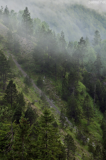 Image of french Jura mountain forest in a light winter mist