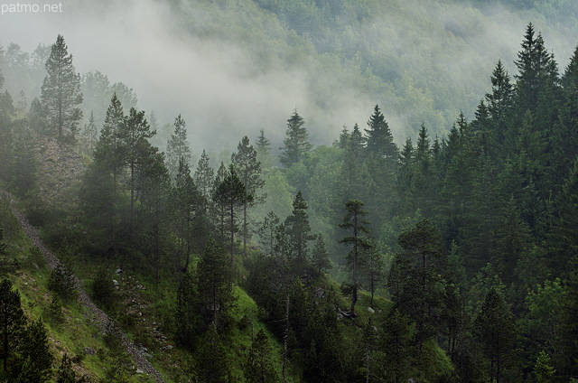 Photo d'un matin brumeux dans la moraine du Niaizet dans le Haut Jura