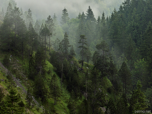 Picture of mountain forest in the morning mist