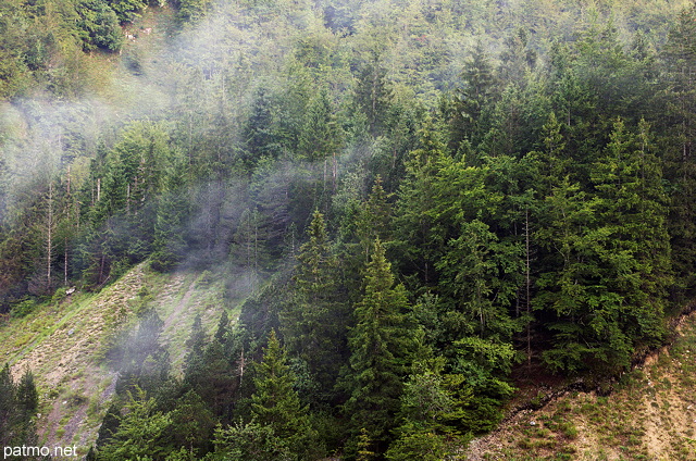 Photographie de la brume matinale sur la fort du Haut Jura dans la valle de la Valserine