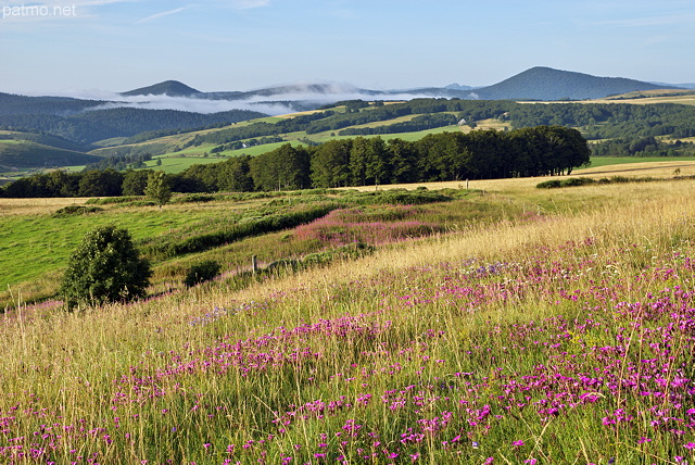 Photo des prairies ardchoises fleuries en t autour de Sainte Eulalie