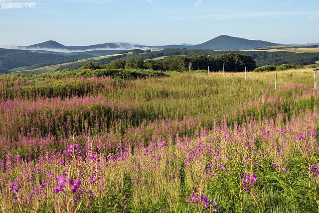 Photographie d'pilobes en fleurs dans les prs de la Montagne Ardchoise