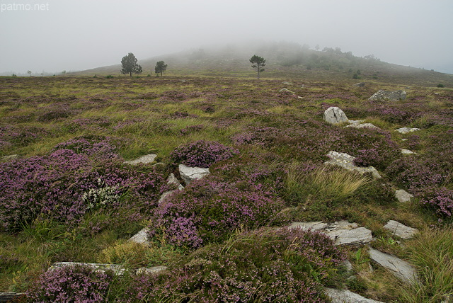 Image du Suc de la Lauzire avec sa lande fleurie envahie par le brouillard