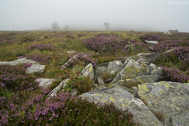 Photo de brouillard d'été sur une lande fleurie - Suc de la Lauzière
