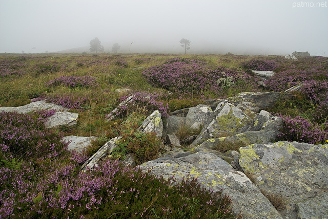 Photo de brouillard d't sur une lande fleurie - Suc de la Lauzire