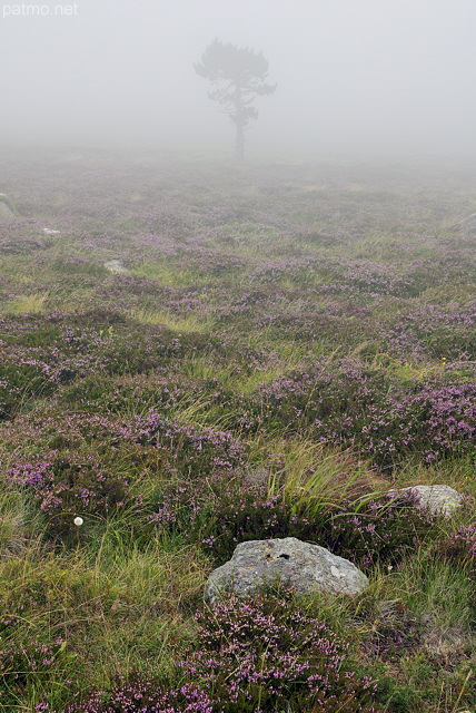 Photo d'arbre et de bruyre  dans le brouillard sur le Suc de la Lauzire