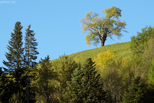 Photo de la végétation de moyenne montagne en Haute Savoie