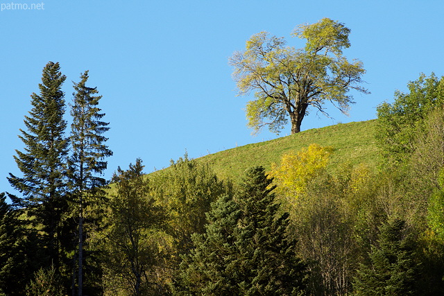 Photo de la vgtation de moyenne montagne en Haute Savoie