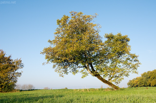 Photo of an autumn tree against blue sky in the french countryside