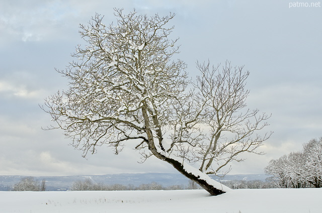Image d'un paysage hivernall avec un arbre enneigé dans la campagne de Haute Savoie