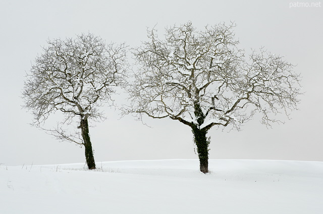 Photo de deux arbres sous la neige dans la campagne de Haute Savoie