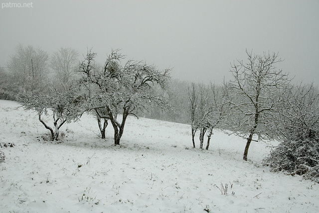 Photographie de vieux arbres fruitiers sous la neige en Haute Savoie