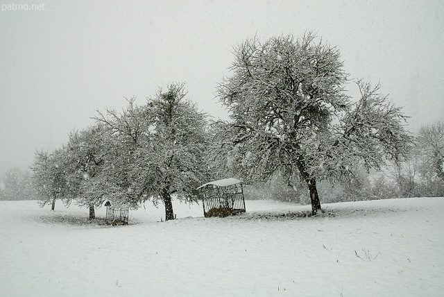 Photo de vieux pommiers sous la neige