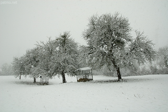 Photo de vieux pommiers sous la neige