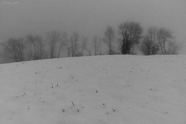 Photo d'une haie dans le brouillard en hiver