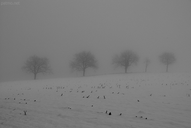Photo d'arbres alignés dans la neige et le brouillard