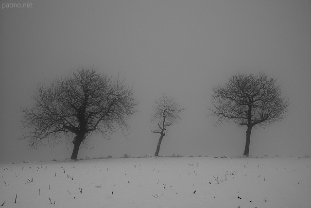 Image de trois arbres dans la neige et le brouillard