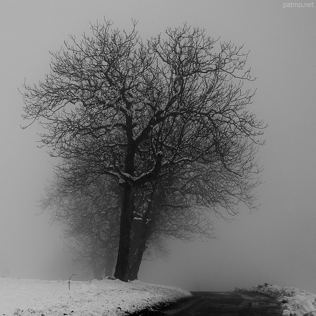 Photo of snow and fog along a country road in winter