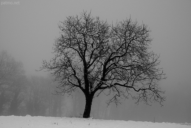 Image d'un arbre dans le brouillard en hiver
