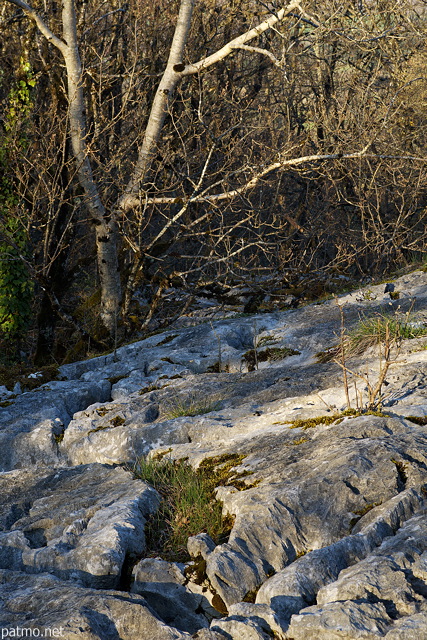 Photographie de calcaire rod et d'arbres sans feuilles sur le lapiaz de Chaumont