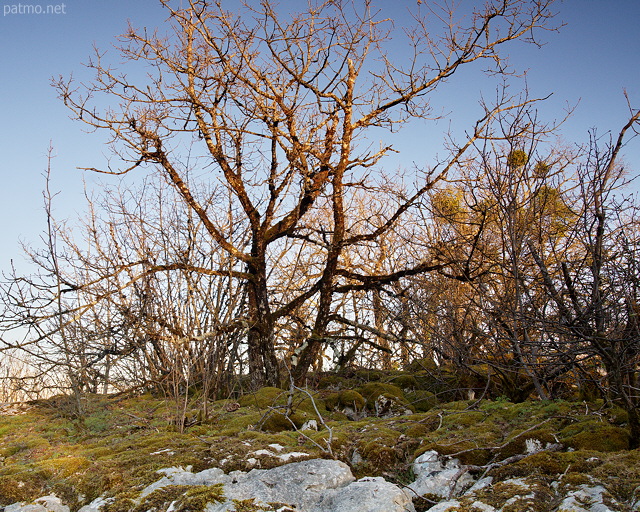 Photo d'arbres au soleil couchant sur le lapiaz de Chaumont