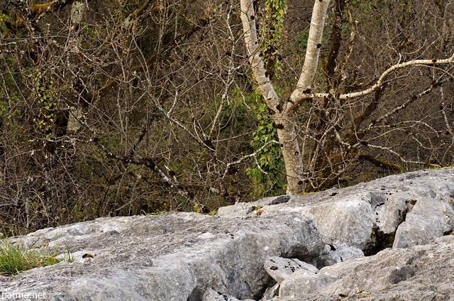 Photo du dbut du printemps sur le lapiaz de Chaumont en Haute Savoie