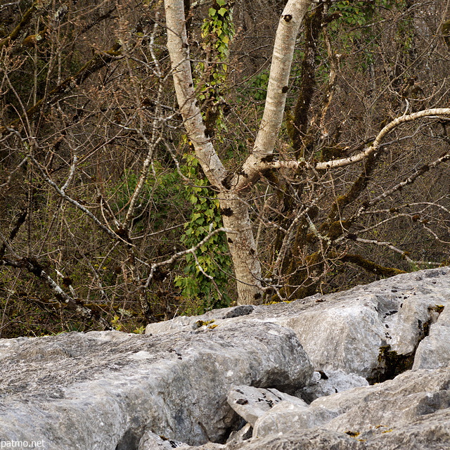 Photographie de la fort au bord du lapiaz  Chaumont en Haute Savoie