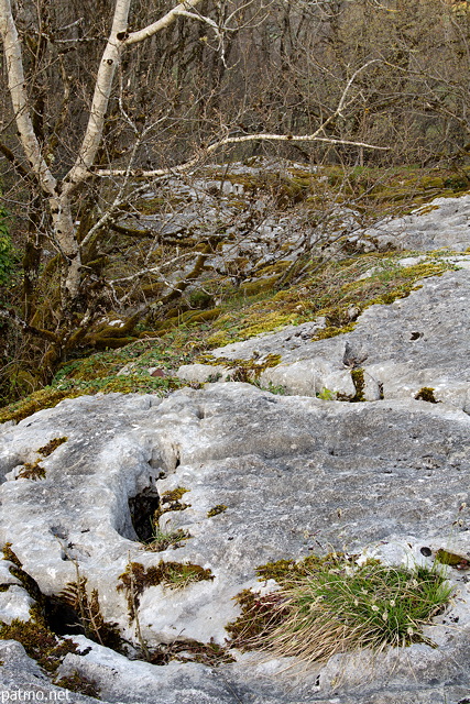 Photo d'un lapiaz bord par la fort au printemps