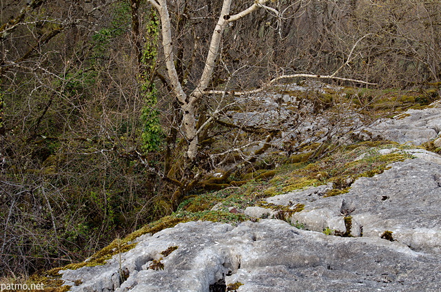 Image de fort et de calcaire rod sur le lapiaz de Chaumont en Haute Savoie
