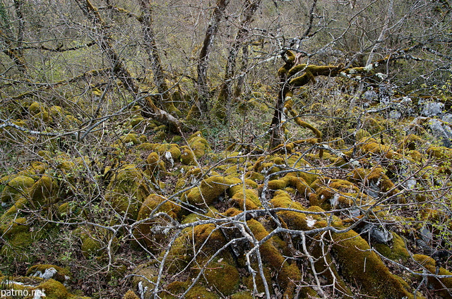 Photo de vieux arbres et de rochers recouverts par la mousse sur le lapiaz de Chaumont en Haute Savoie