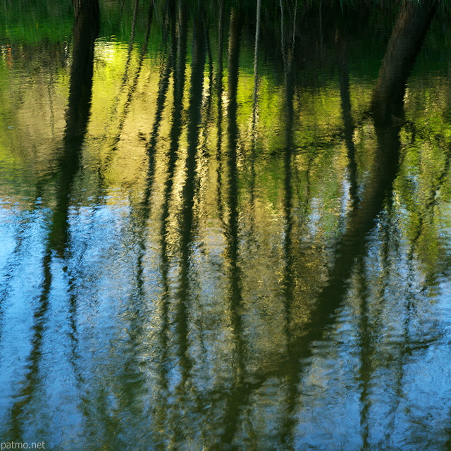 Photo de reflets d'arbres sur la surface d'un tang