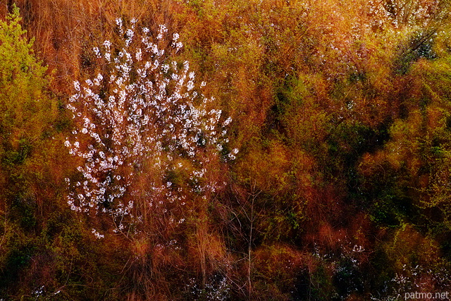 Photo d'un arbre en fleurs au printemps