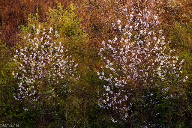 Photographie d'arbres en fleurs au printemps