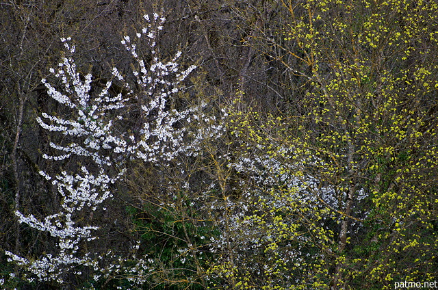 Photo d'arbres en fleurs dans la campagne de Haute Savoie